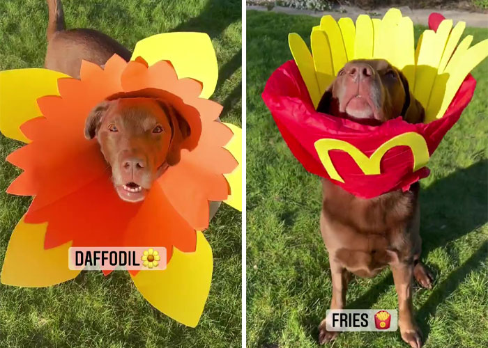 “It’s Always The Dads Who Didn’t Want A Dog That End Up Loving Them The Most”: Dad Wears An E Collar To Lift His Pup’s Spirits After Surgery “It’s Always The Dads Who Didn’t Want A Dog That End Up Loving Them The Most”: Dad Wears An E Collar To Lift His Pup’s Spirits After Surgery