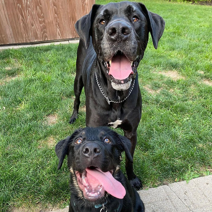 I Spent 1 Year Taking Pictures Of My Shepsky Rotty Puppy, And Here Are The 14 Best Ones I Spent 1 Year Taking Pictures Of My Shepsky Rotty Puppy, And Here Are The 14 Best Ones