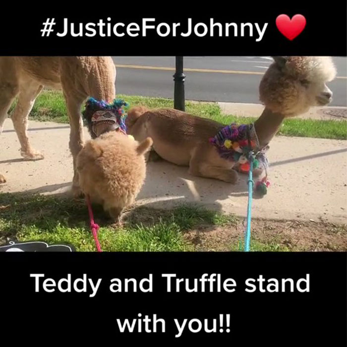 Johnny Depp’s Fan Brought Two Emotional Support Alpacas Outside The Court To “Brighten His Day” Johnny Depp’s Fan Brought Two Emotional Support Alpacas Outside The Court To “Brighten His Day”