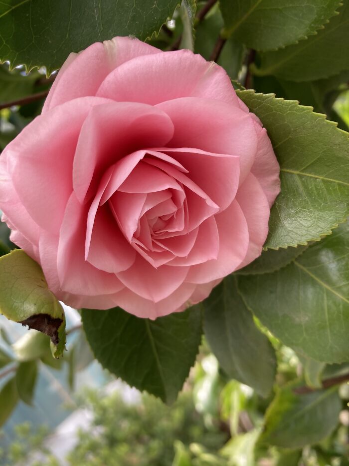 My Grandma‘S Camellia Tree