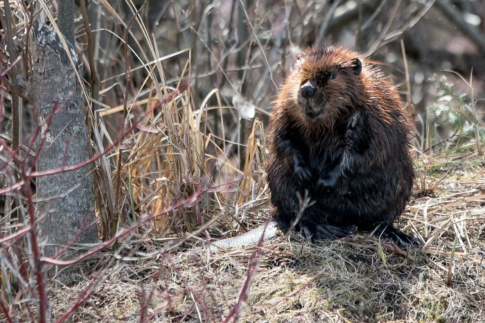 I'm Pretty Sure This Beaver Was Saying Hi To Me As I Passed By On My Kayak