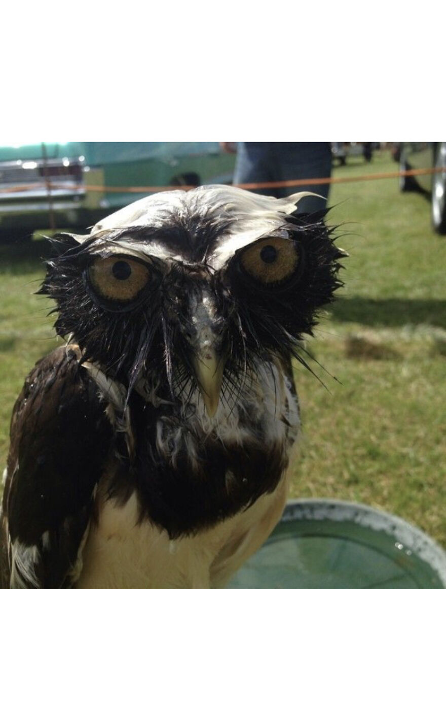 This Collection Of Wet Owls Is Everything You Need Today