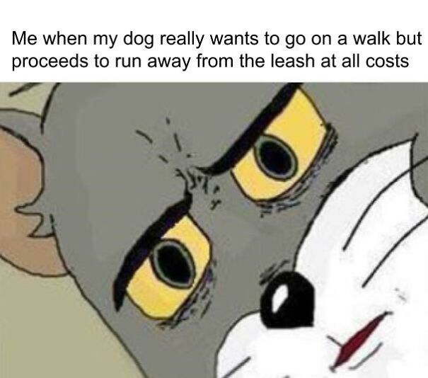 15 Of The Cutest Dog Memes 15 Of The Cutest Dog Memes