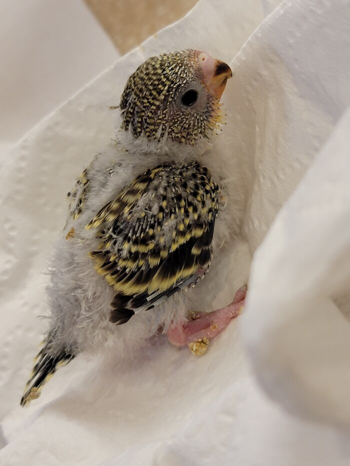 Mango The Budgie Was Abandoned By His Parents At 3 Weeks Old (As Shown In The Picture). I Made The Decision To Care For Him And Now He Thinks I’m His Mom. Mango Is Now 5 Months Old And He’s The Sweetest Bird I’ve Met!