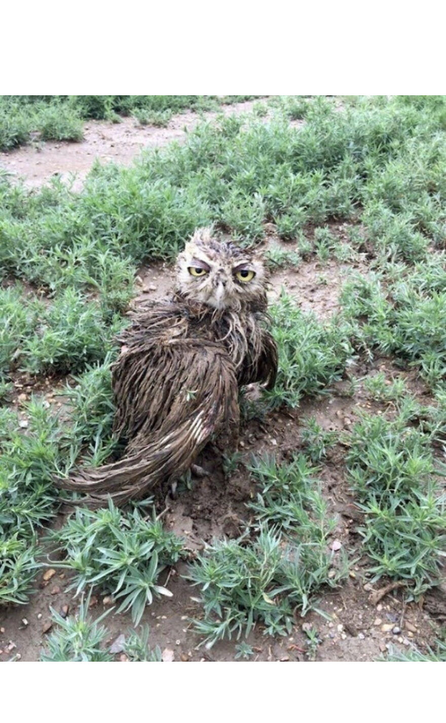 This Collection Of Wet Owls Is Everything You Need Today