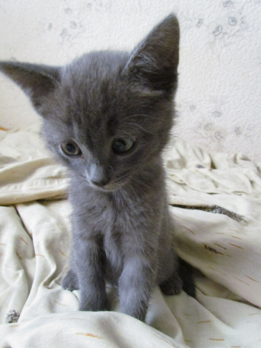 Our Fluffy Talisman: A Homeless Artist Who Is Always On The Go Our Fluffy Talisman: A Homeless Artist Who Is Always On The Go