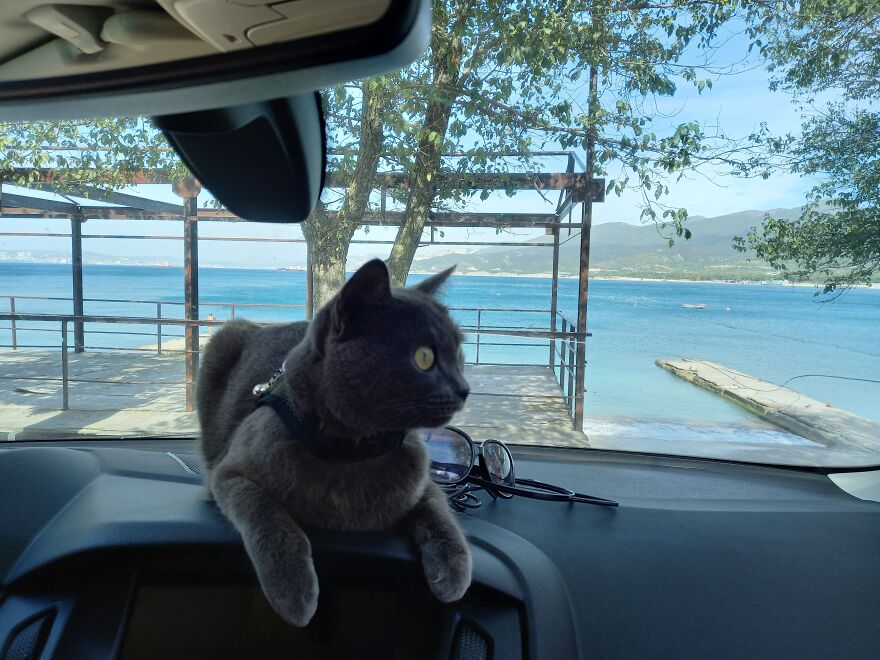 Our Fluffy Talisman: A Homeless Artist Who Is Always On The Go Our Fluffy Talisman: A Homeless Artist Who Is Always On The Go