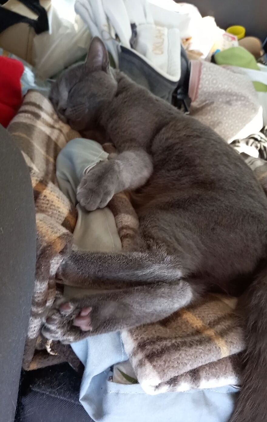 Our Fluffy Talisman: A Homeless Artist Who Is Always On The Go Our Fluffy Talisman: A Homeless Artist Who Is Always On The Go