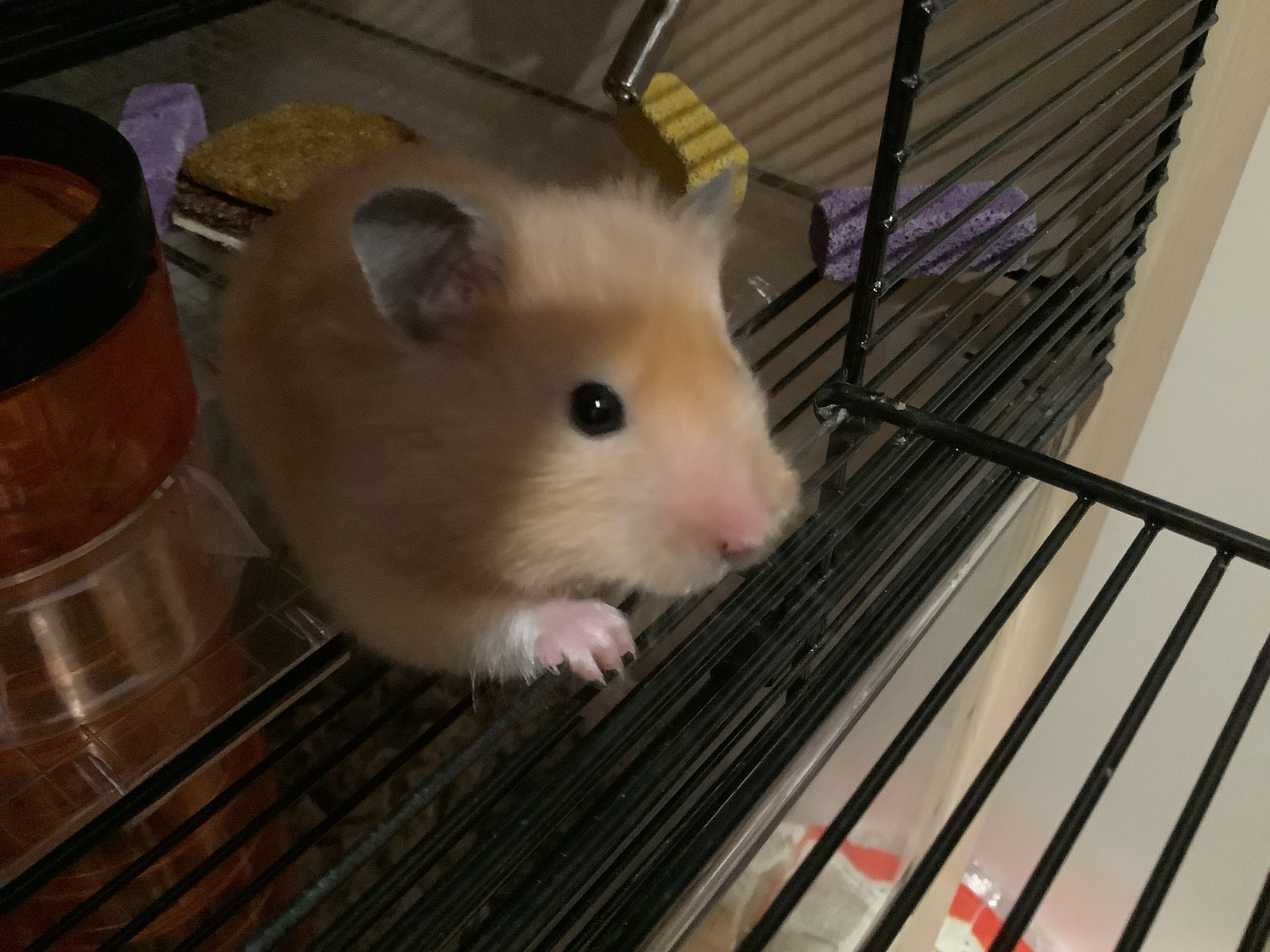 Heart Warming Hamster, Marshmallow!