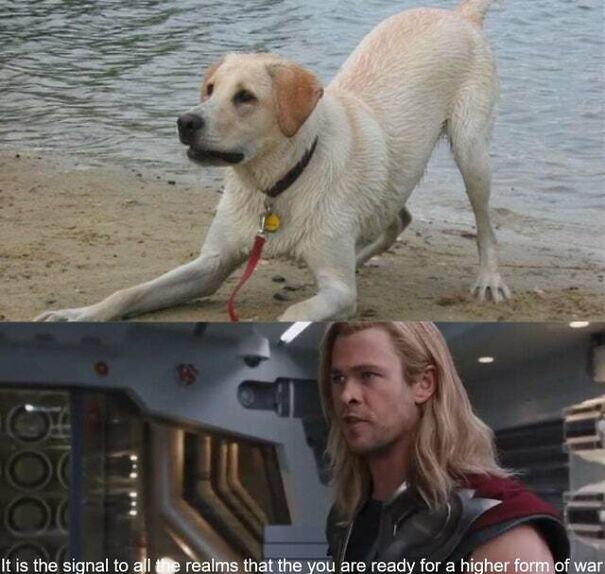 15 Of The Cutest Dog Memes 15 Of The Cutest Dog Memes