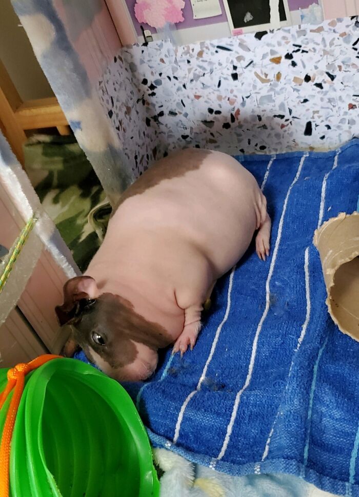 Possessed Guinea Pig…lumpy