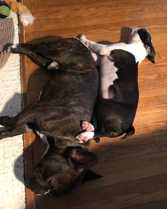 It’s Poppy And Hugo Cuddling