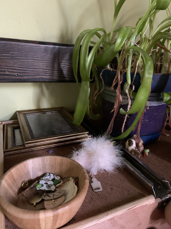 A Plant, Pictures Of My Pets, Some Pins, And My Little Model Dog Collection