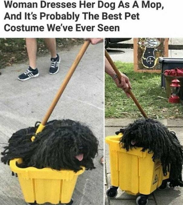 15 Of The Cutest Dog Memes 15 Of The Cutest Dog Memes