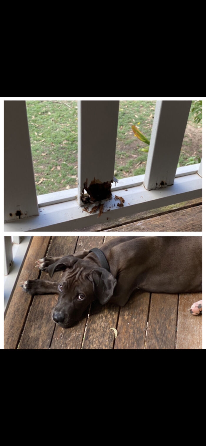 He Knows What He Did!