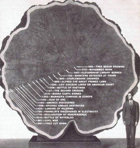 The Timeline Of A Tree