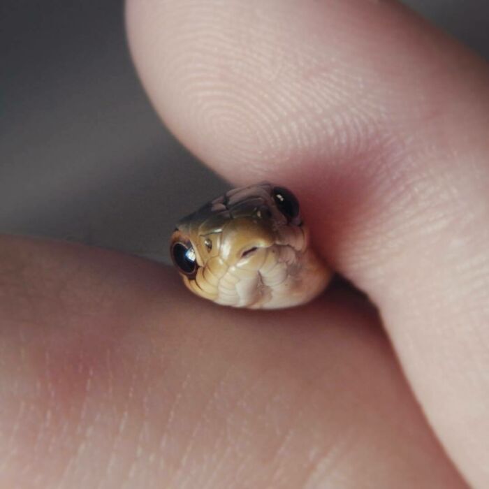 Adorable Hatchling Eastern Garter I Caught Last Summer