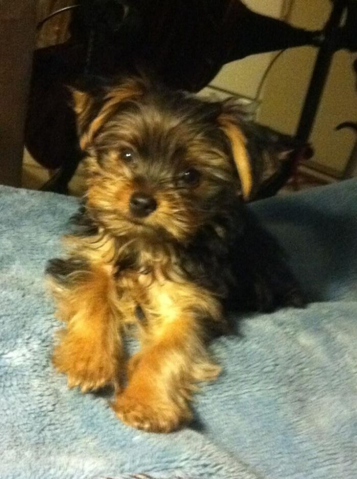 Romeo, The Day I Became His Mom! Miniature Yorkshire Terrier 8 Weeks:maybe 1&1/2 Pounds! 🥰 10 Yrs 6 Lbs. My Little Love ♥️