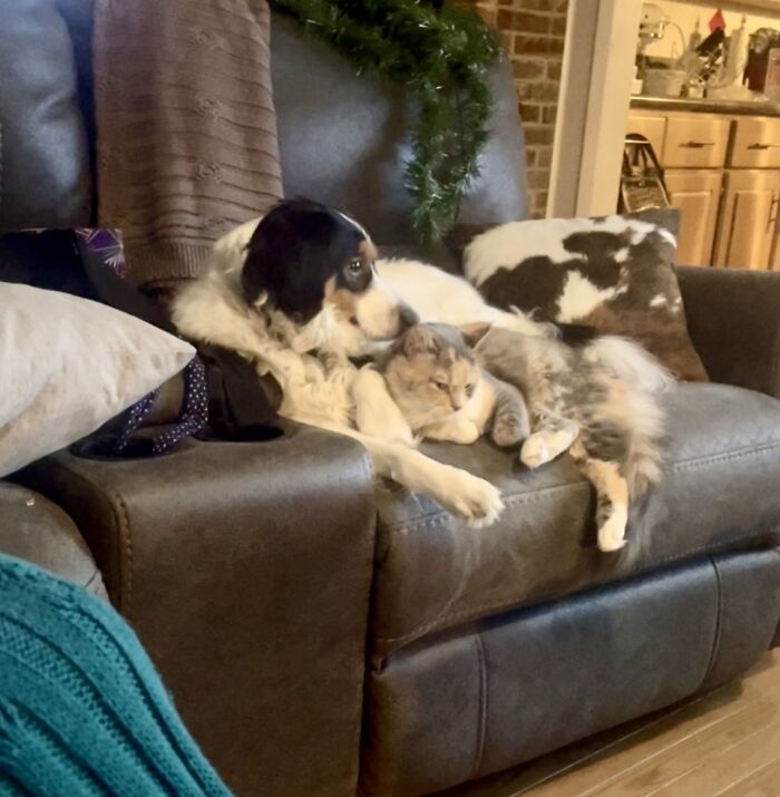 Best Frens Taking A Break From Playing Like Two Puppies