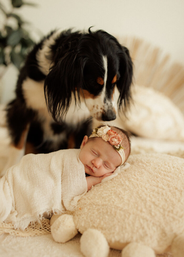 I Love Taking Photos Of Newborn Babies And Their Dogs (10 Pics)