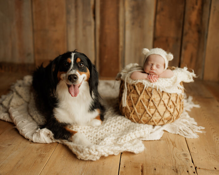 I Love Taking Photos Of Newborn Babies And Their Dogs (10 Pics)