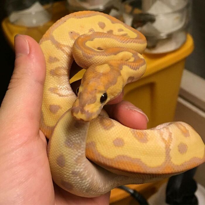 A Beautiful Banana Clown Ball Python My Fiancés Dad Recently Bought. I Think This Is One Of The Coolest Clown Combos!