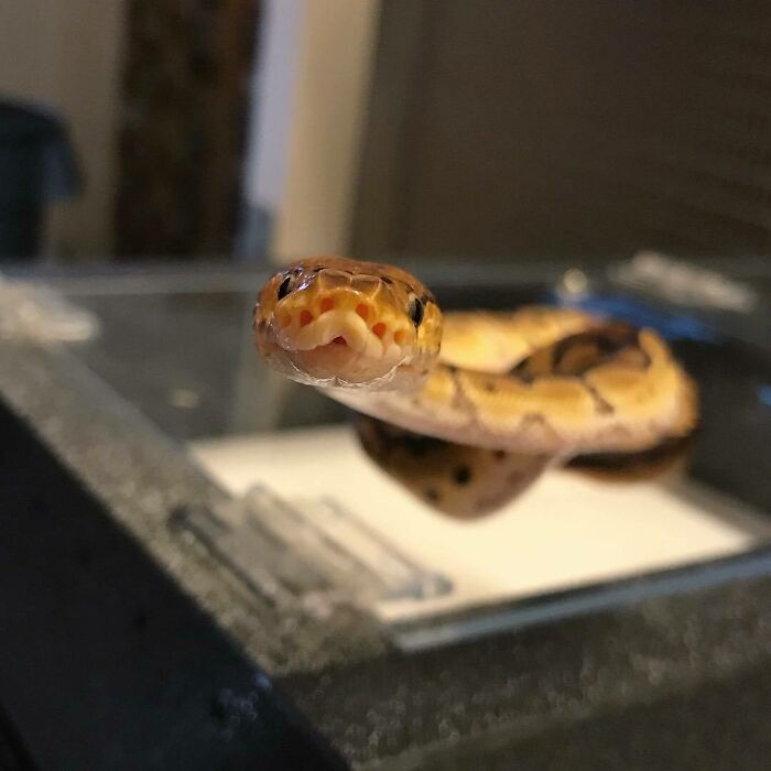 "Ohello Dere" Says This Adorable Clown Ball Python