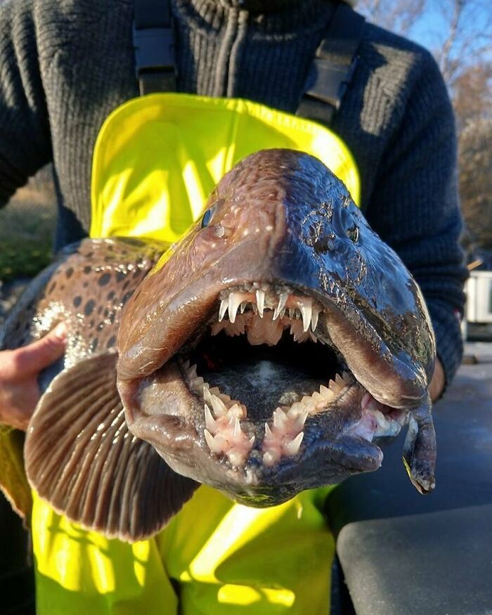 Wild-Caught Spotted Wolffish