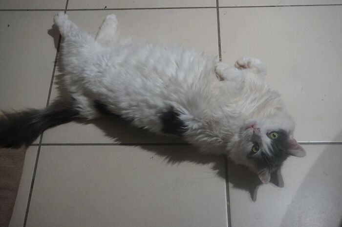 I Had Special Needs. I Was A Stray And Terrified When I Came Home With My Personal Servants. I'm Happy Now Though