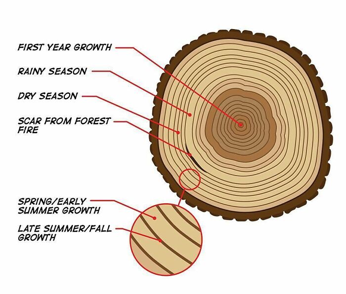 How To Read Tree Rings. The Color And Width Of Tree Rings Can Provide Snapshots Of Past Climate Conditions