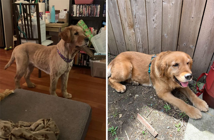 Georgia, una Golden Retriever de 5 años rescatada de una fábrica de cachorros asociada al comercio de carne de perro