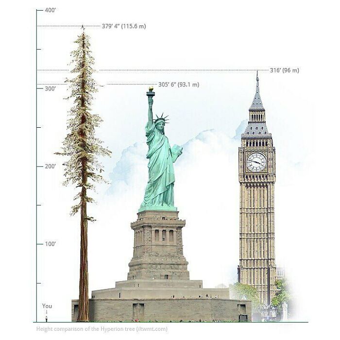 Visualizing The Height Of The World’s Tallest Tree