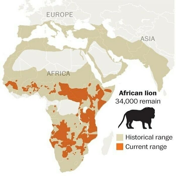 Historical And Present Day Range Of The African Lion