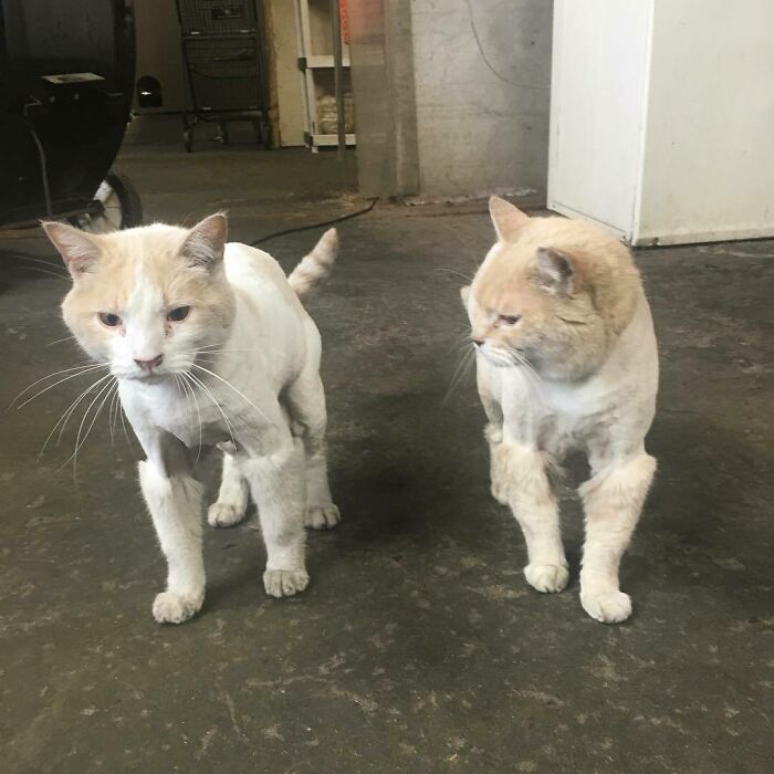Work Cats Got A Close Crop For The Summer And Now They Look Like They’re In A Community Theater Production Of “Cats”