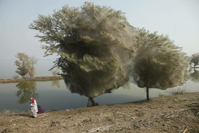 I Took The Picture In Sindh, Pakistan In December 2010. It Shows Trees Cocooned In Spider And Caterpillar Moth Webs After The Extreme Flooding
