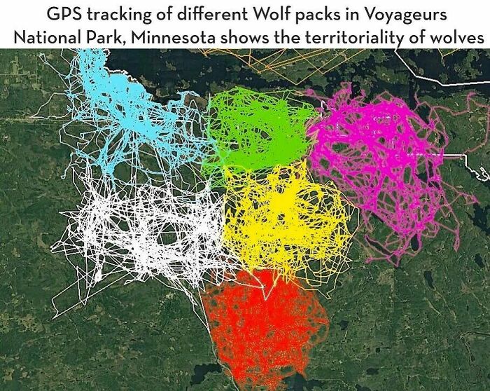 Gps Tracking Of Different Wolf Packs In Voyageurs National Park Minnesota Shows The Territoriality Of Wolves
