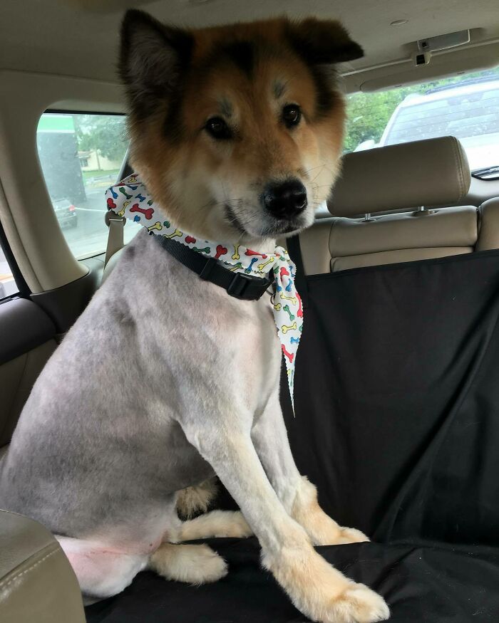 Mom Took Me To Get A Buzz And The Groomer Sent Me Home Lookin Like A Peeled Chicken Nugget