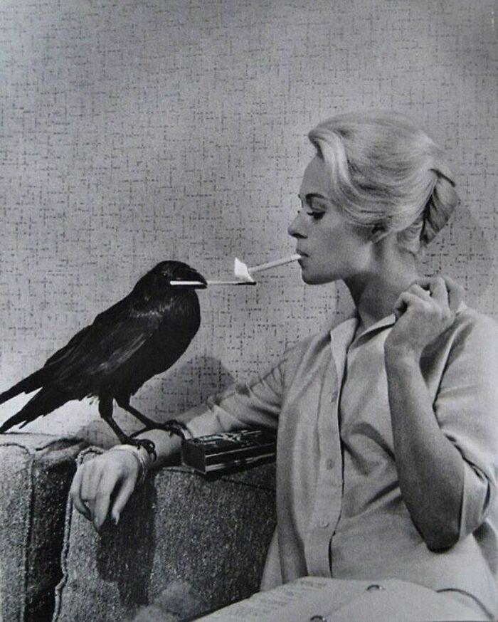 Un cuervo encendiendo el cigarrillo de Tippi Hedren en el plató de "Los Pájaros" (Dirigida por Alfred Hitchcock), 1963