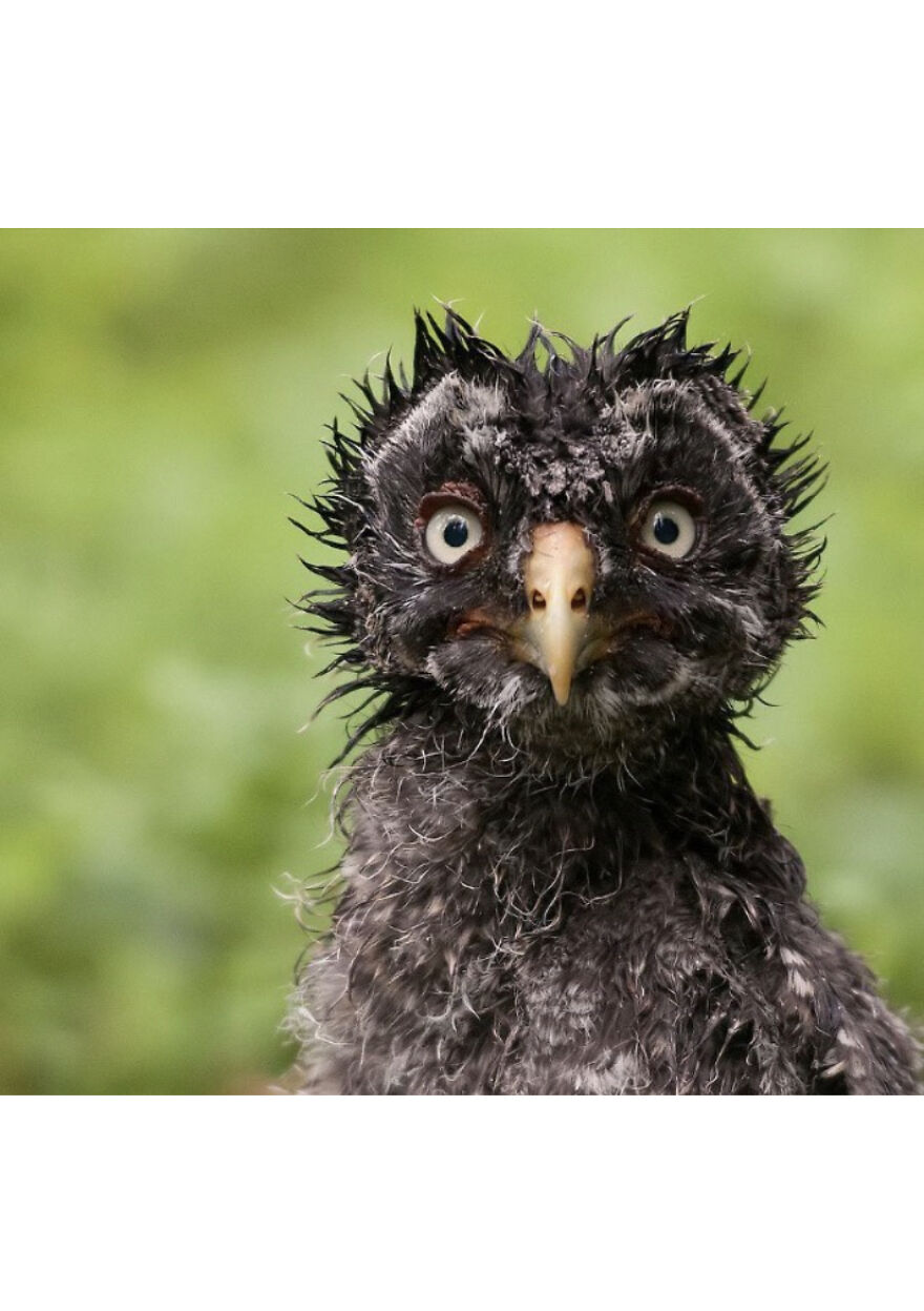 This Collection Of Wet Owls Is Everything You Need Today
