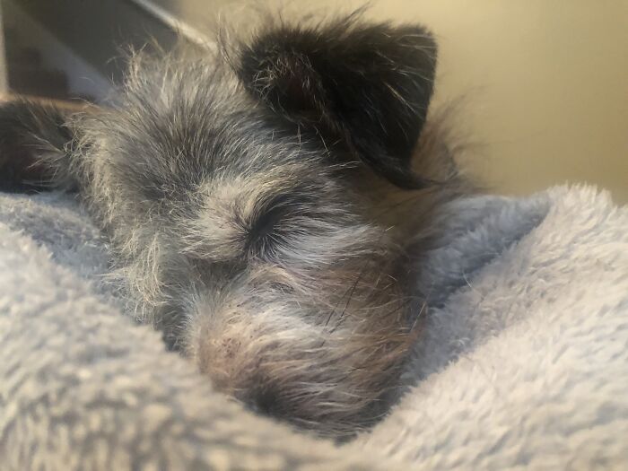 My Sweet Little Man, Griff, A Few Weeks Before He Passed On. He Was A Rescue From A Hoarder Situation, So We Didn't Know Exactly How Old He Was, But He Was My Sweet Boy For About 13yrs, So I Would Guess He Lived To 15-16. I Was Able To Hold Him In His Last Minutes...he Looked Me In The Eyes So Intensely...like He Was Trying To Burn His Memory Into My Soul...and He Already Had. That Stare, I Still Tear Up And Get The Chills Thinking About How Intense He Was. Obviously He Knew We Were At Our 'Goodbye For Now' Point.i Felt That He Was Trying To Say Everything He Needed To Say. It Was Devastating, But The Joy He Gave Me Was Worth It.