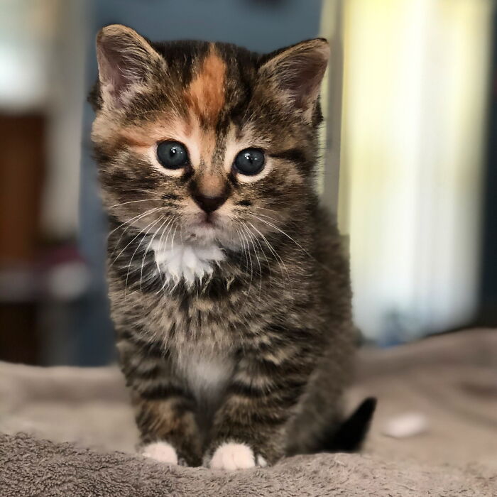 This Is Blaze. She Was Born In A Crawl Space In Our Garage To A Semi-Feral Mom.