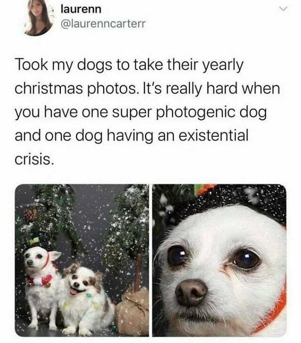 15 Of The Cutest Dog Memes 15 Of The Cutest Dog Memes