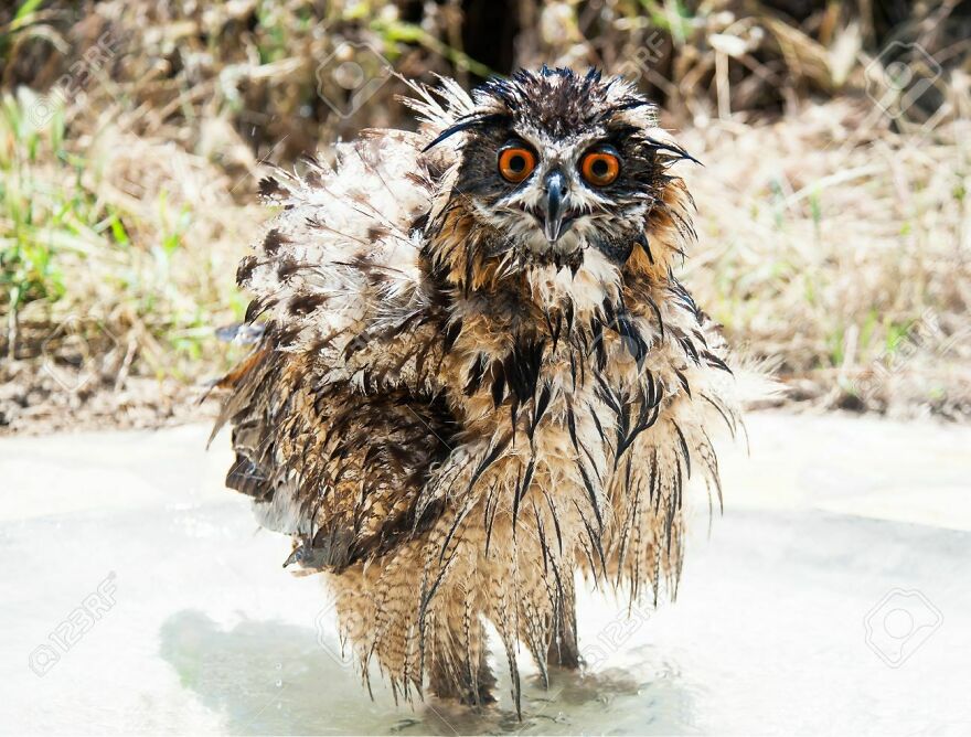 This Collection Of Wet Owls Is Everything You Need Today