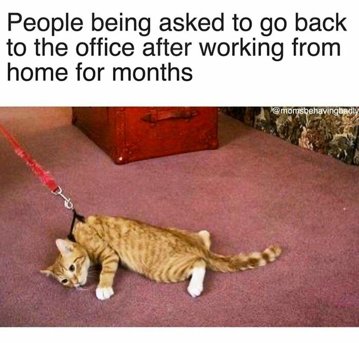 As Offices Begin To Reopen, How Many Of You Can Relate? 🙋🏻‍♀️
.
.
.
.
.
credit: @momsbehavingbadly
#catsofinstagram #cat #catlife #catstagram #no #idontwannago #stayhome #staysafe #stayhealthy #stayhomestaysafe #corporatehumor #corporate #humor #worklife #work #wfh #wfhlife #workfromhome #funny #funnymemes #worksucks #workmeme #workmemes #workprobs #workproblems #worksucks #workhumor #officelife #quarantine #quarantinelife #quarantineandchill