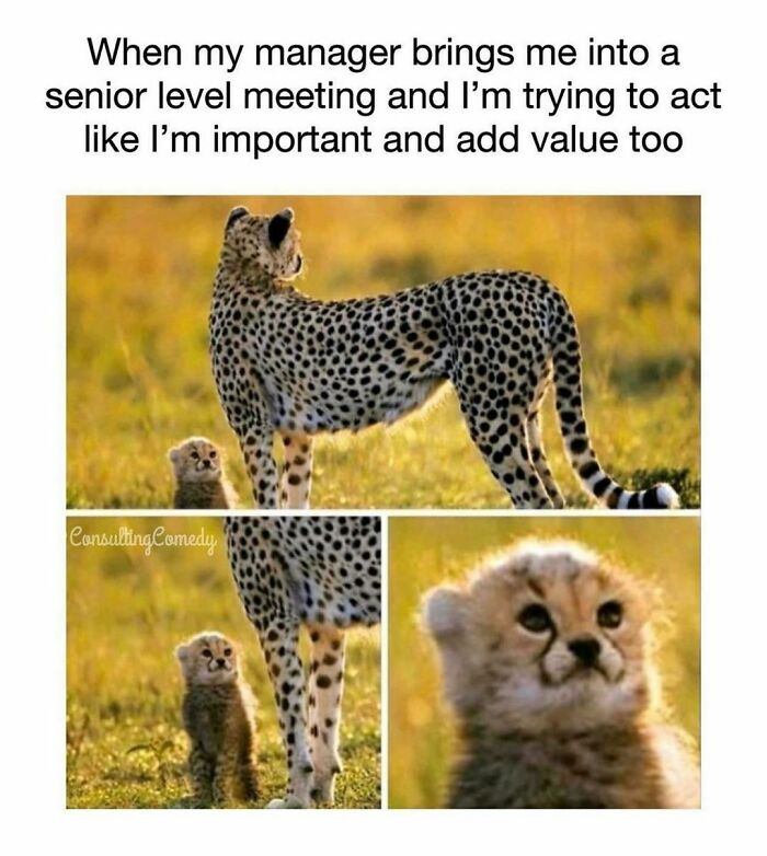 😹😹😹
.
.
.
.
.
credit: @consultingcomedy
#management #managementconsulting #seniormanagers #cute #newhire #newhires #internship #internsbelike #corporatehumor #corporate #humor #worklife #work #wfh #wfhlife #workfromhome #funny #funnymemes #workmeme #workmemes #workprobs #workproblems #workhumor #officelife #officememes #officememe #officehumor #meeting #zoom #teams