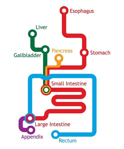 The Gastrointestinal System Represented As A Subway Map