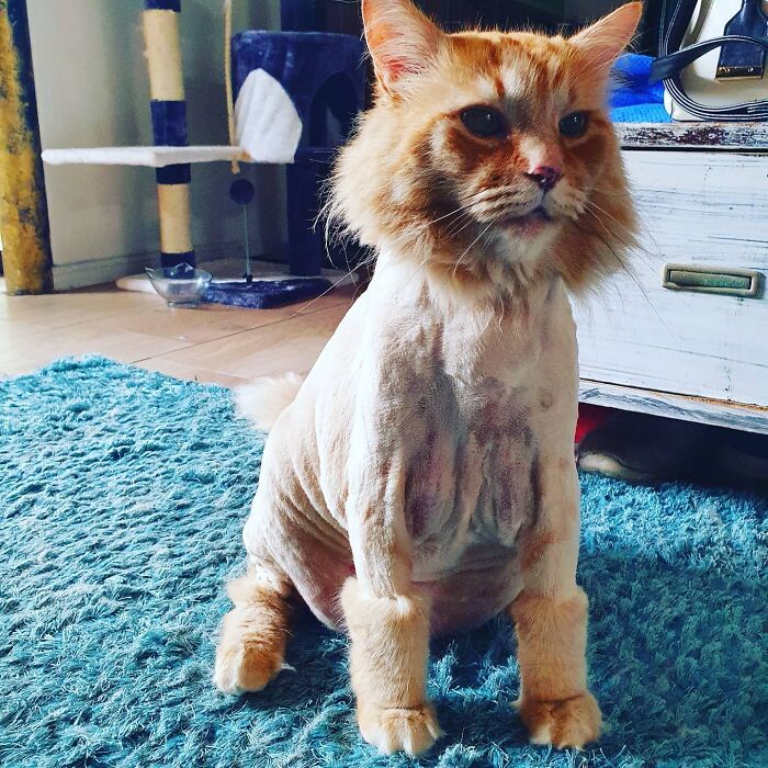 Had My Cat Shaved