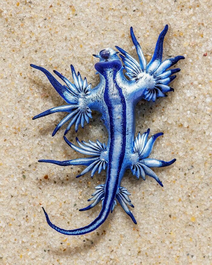 These Blue Dragons Seriously Look Like Aliens To Me