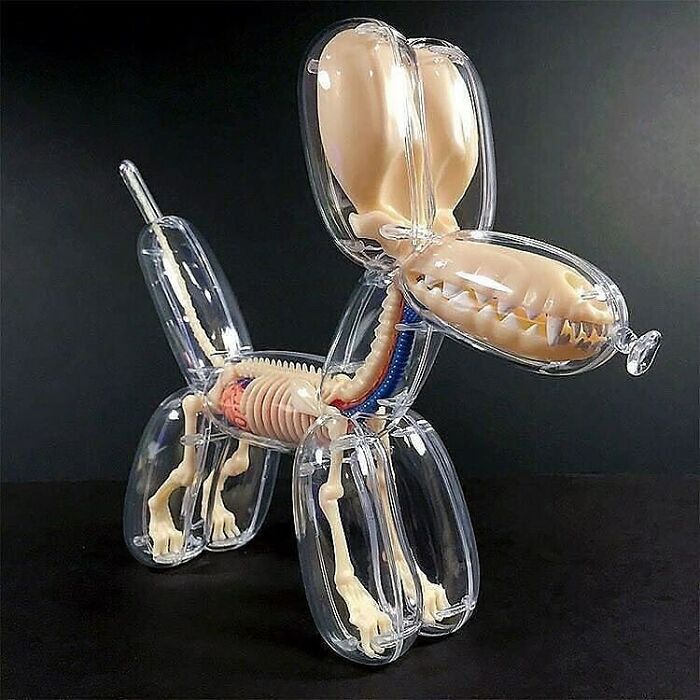 Anatomía de un perro hecha por Gummifetus