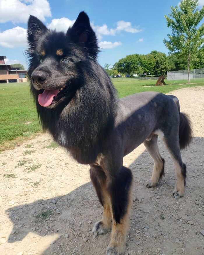 Vet Recommended Haircut